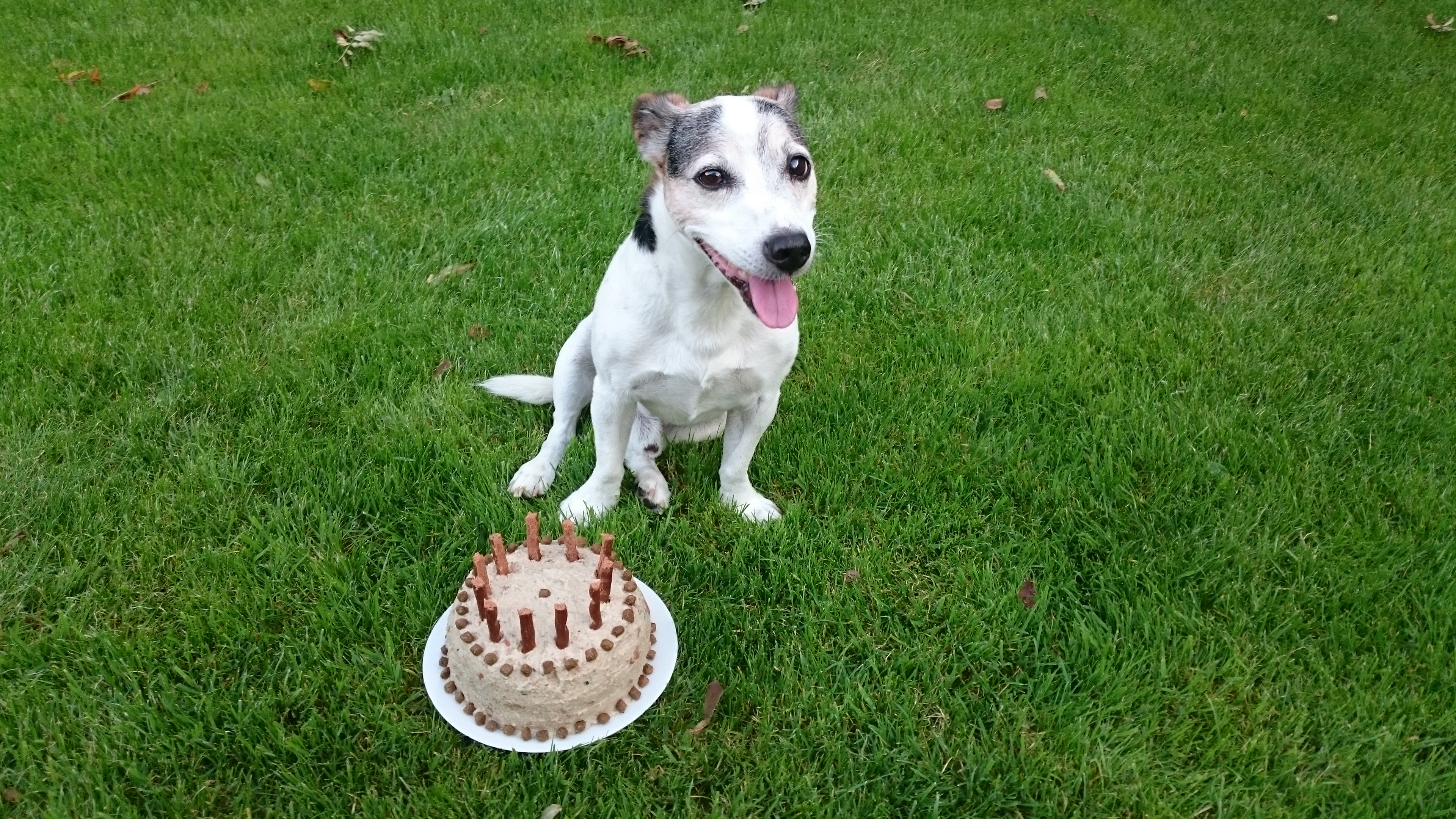 Sammy – viertes Erinnerungsfoto
